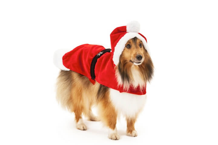 Hund im Weihnachtskostüm | © panthermedia.net / AarStudio