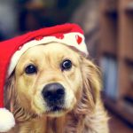 Weihnachtskostüme für Hund und Katze – Tierischer Spaß oder Tierquälerei?