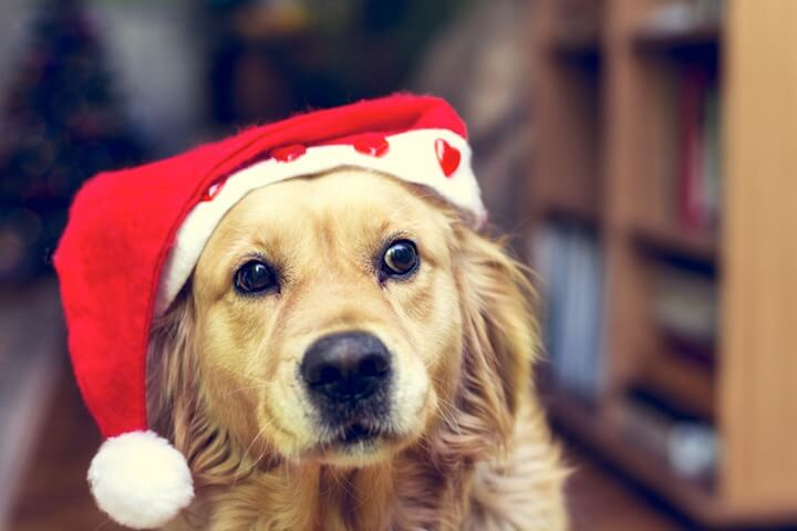 Hund mit Santa-Mütze | © panthermedia.net / tanjichica